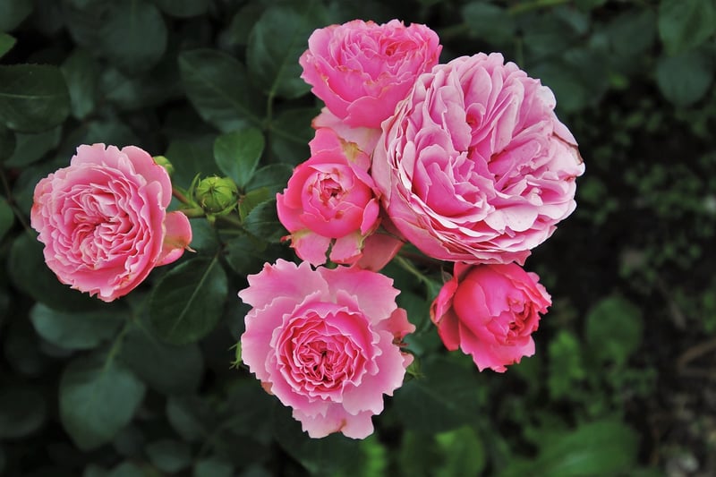 Garden with Roses