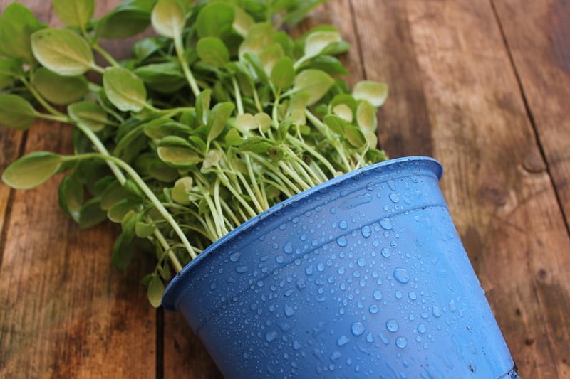 Tea Tin with Plant